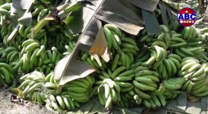 Bardia’s youth drawn to commercial banana farming.